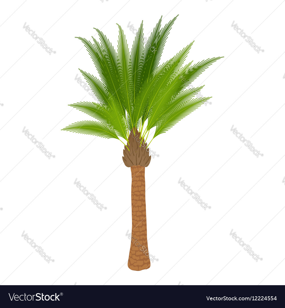 Traditional palm icon cartoon style Royalty Free Vector