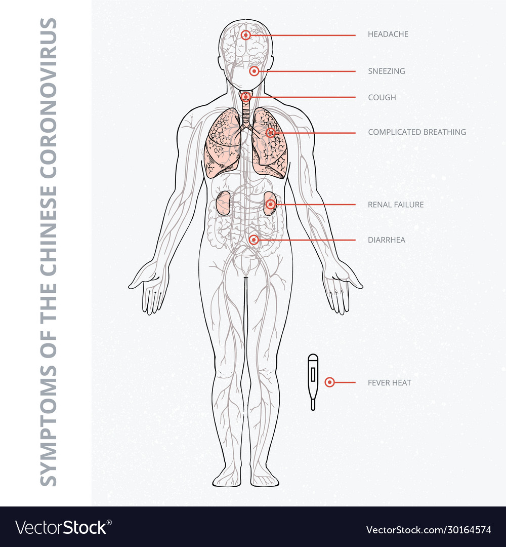 A schematic human body Royalty Free Vector Image