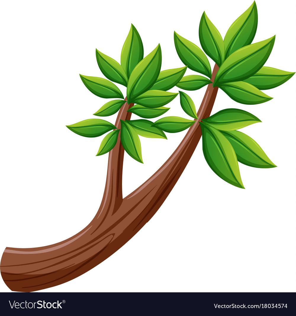 Leaves growing out of branch Royalty Free Vector Image