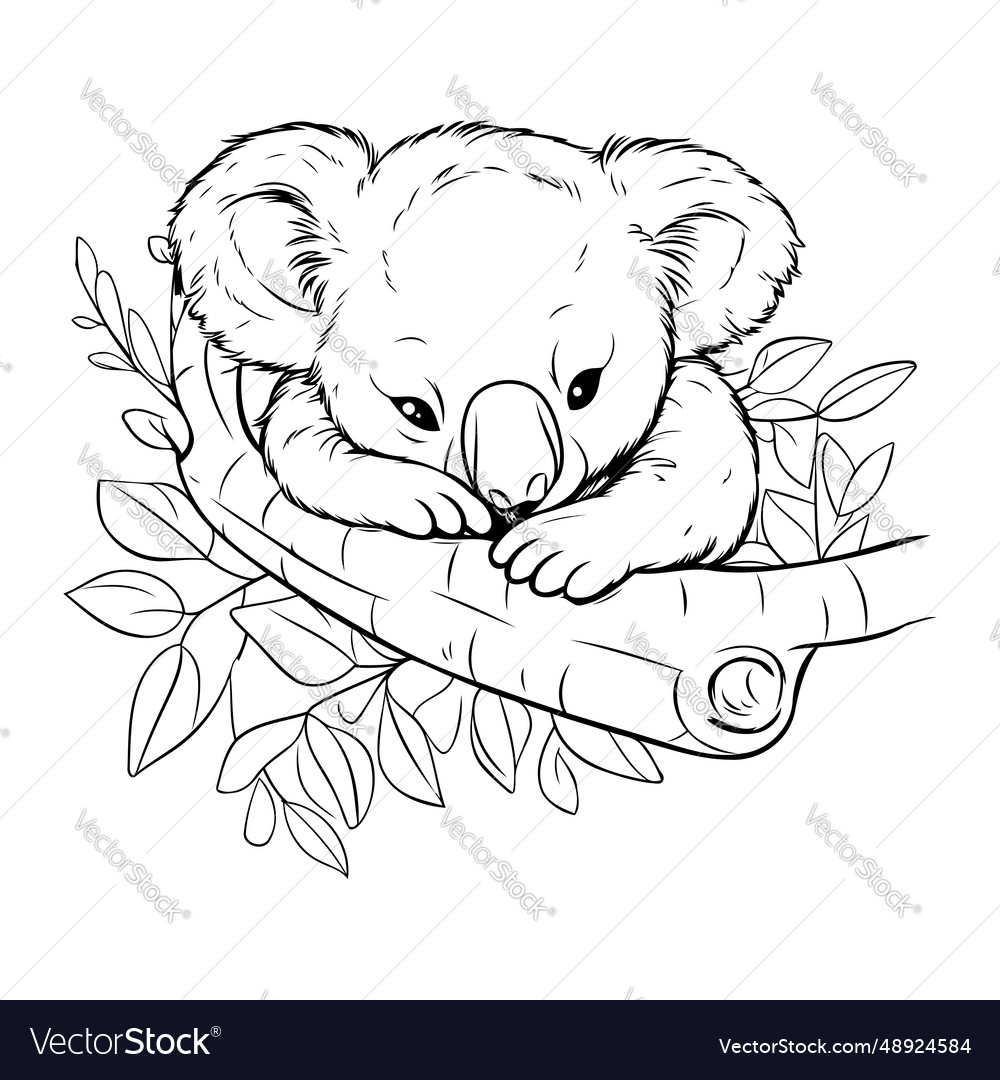 Koala sleeping on a branch of eucalyptus