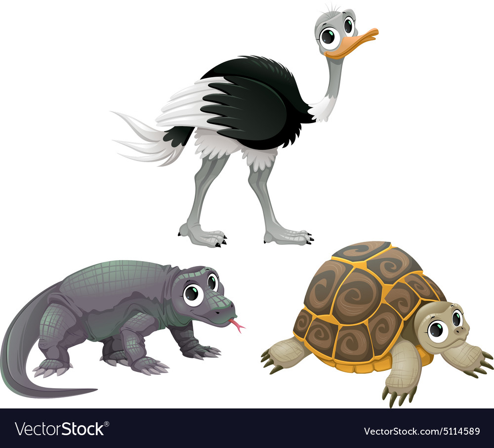 Funny australian animals ostrich turtle and komodo Funny australian animals ostrich turtle and komodo