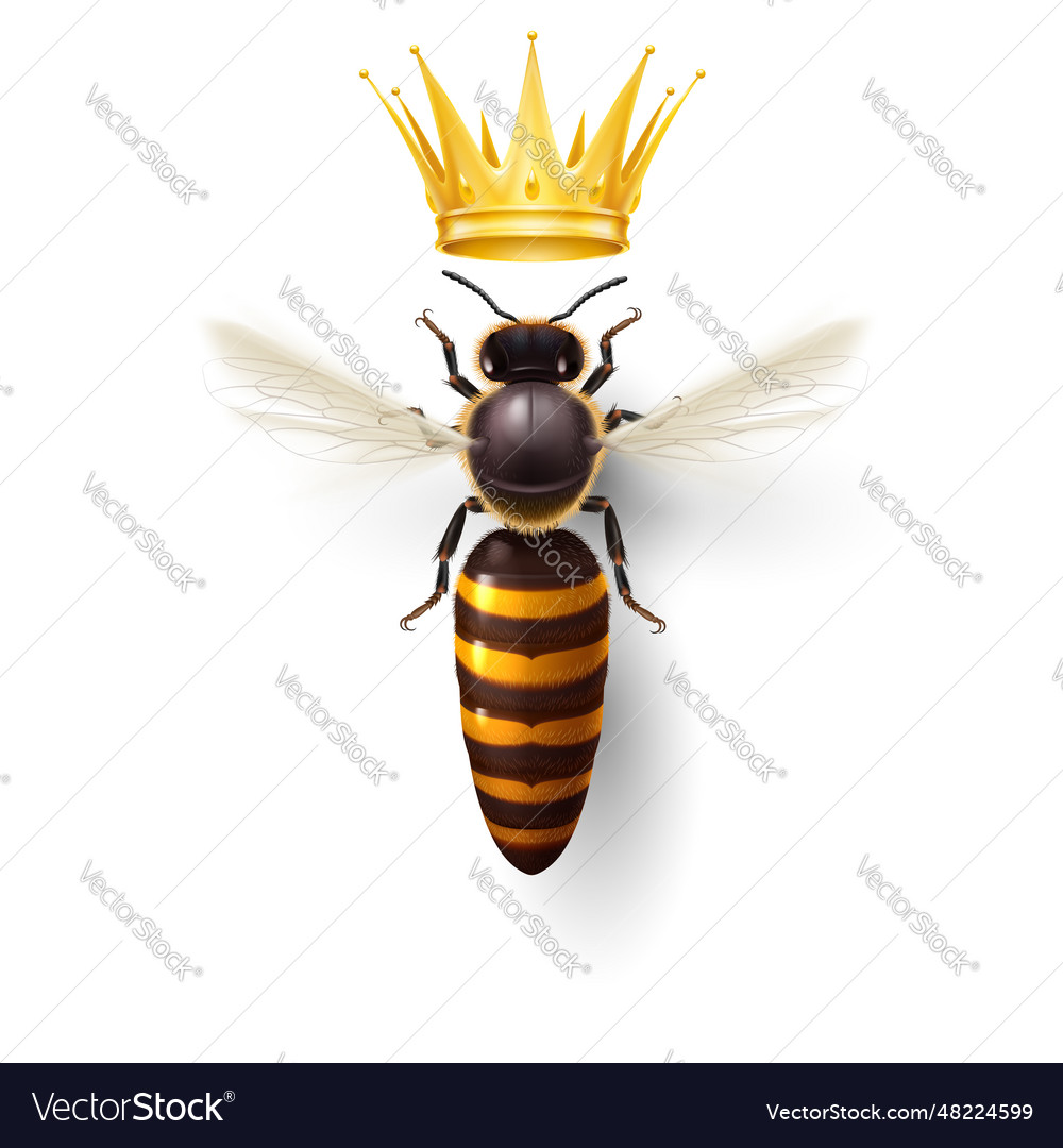 Bee queen Royalty Free Vector Image - VectorStock