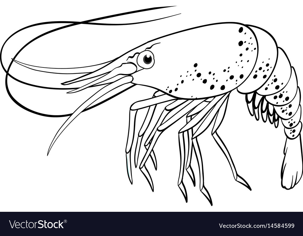 Doodle animal outline of shrimp Royalty Free Vector Image