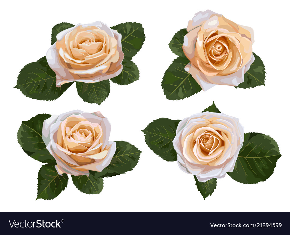 Set of watercolor tea roses isolated on white