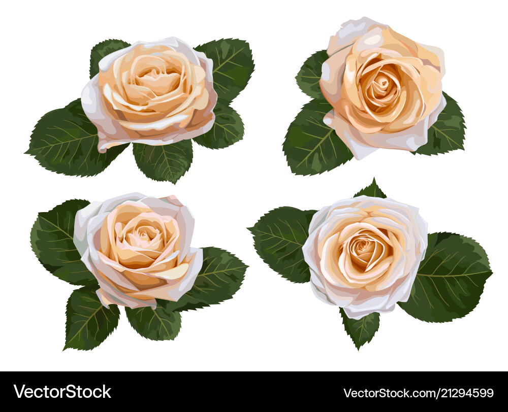 Set watercolor tea roses isolated on white Vector Image