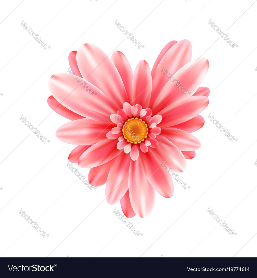 Gerbera flower heart isolated on white background