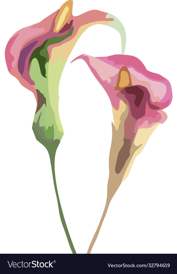 Calla lily flowers Royalty Free Vector Image - VectorStock