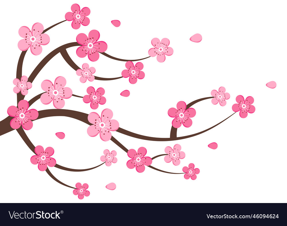 Cherry blossom clipart isolated on white Vector Image