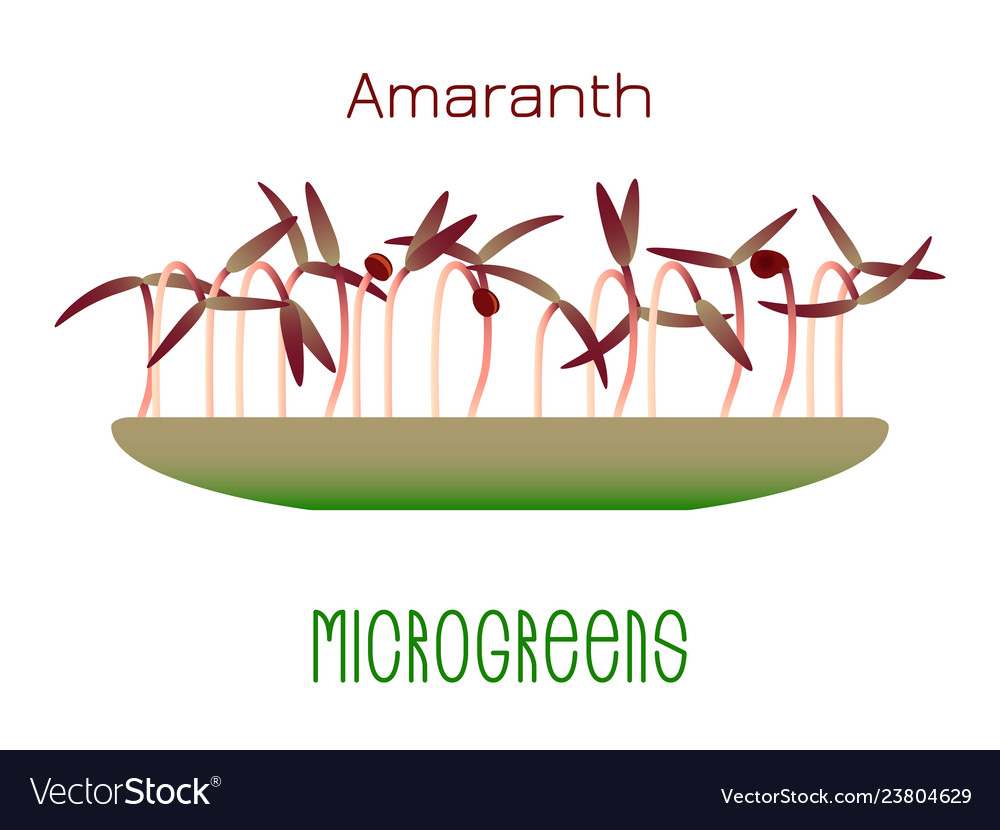 Microgreens red amaranth sprouts in a bowl