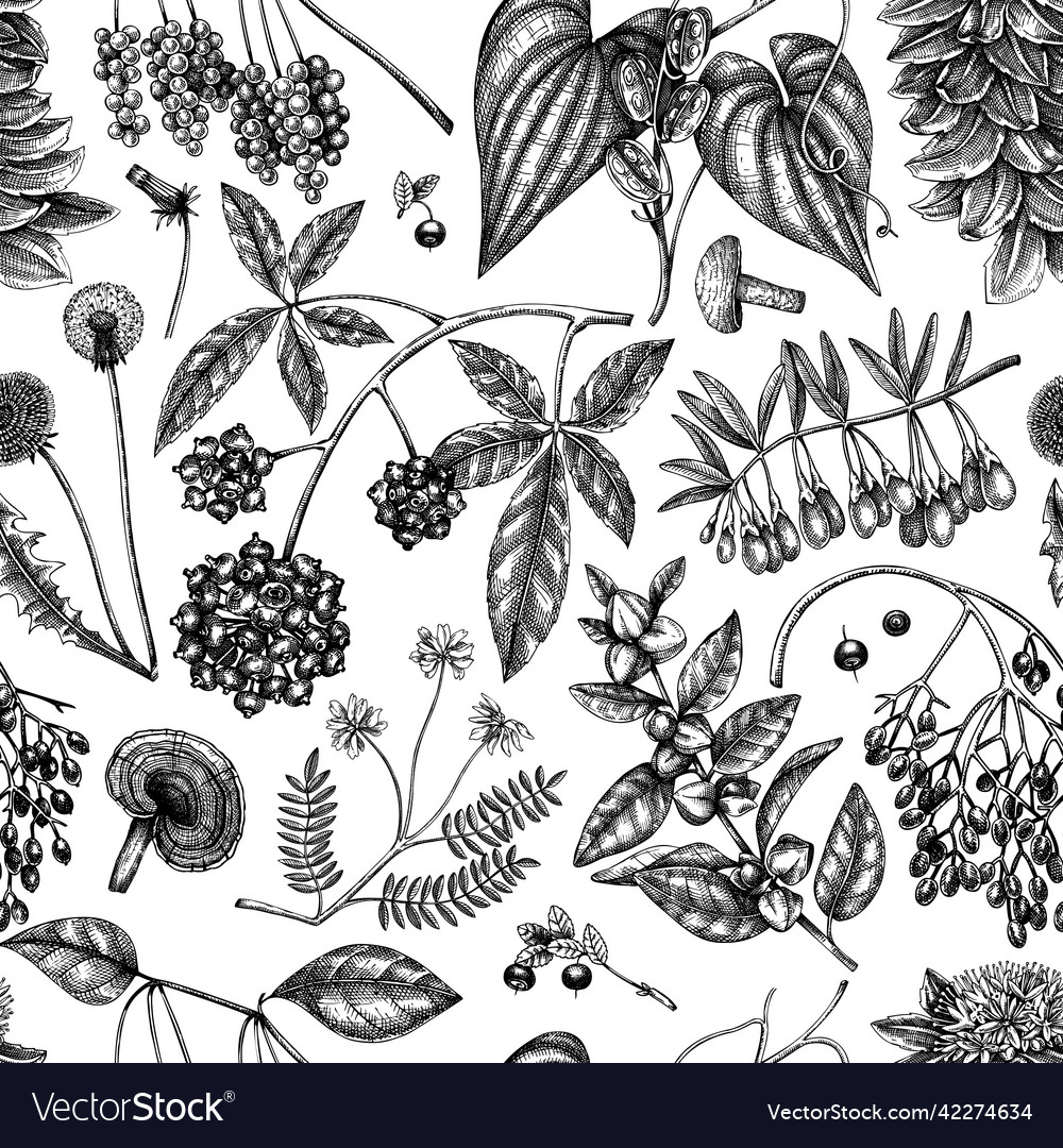 Adaptogenic plants background hand-sketched Vector Image