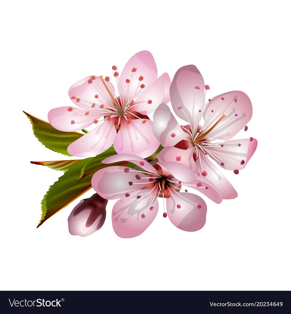 Spring Pink Sakura Blossoms Royalty Free Vector Image Spring Pink Sakura Blossoms Vector Image