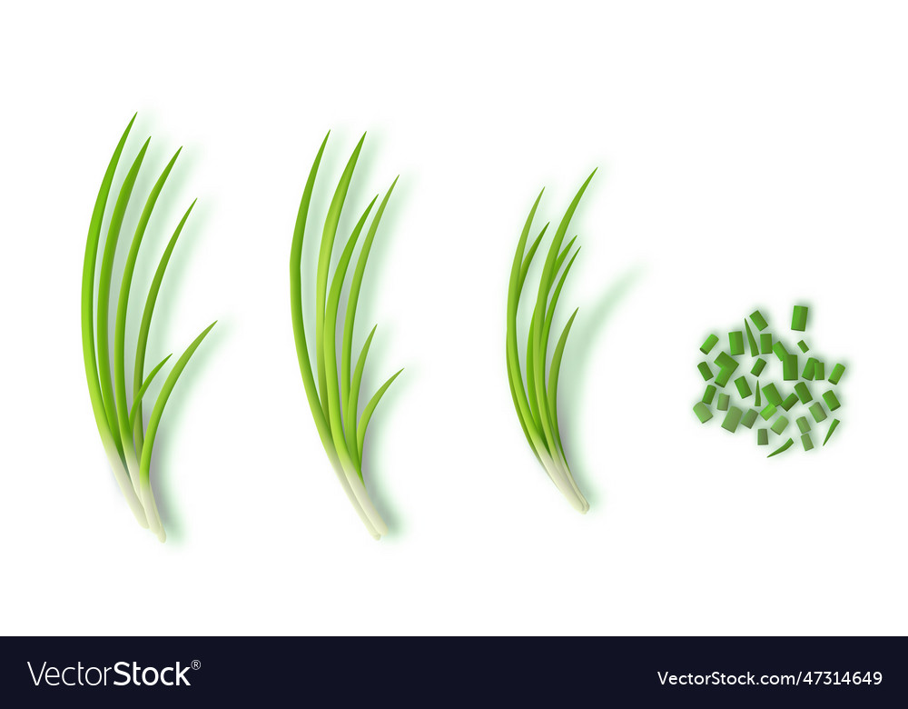 Young green onion bunch and sliced one Royalty Free Vector