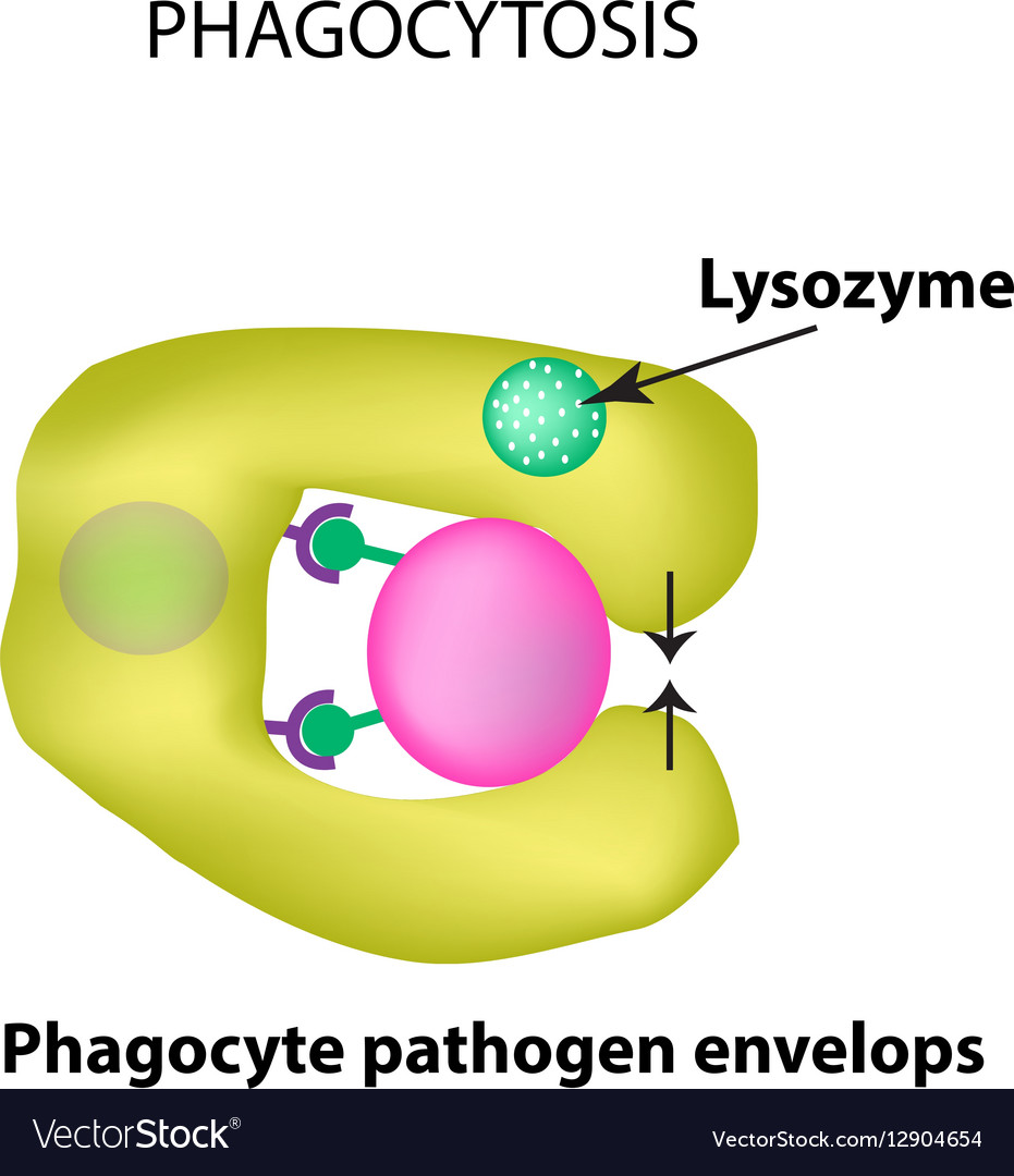 Innate immunity adaptive specific phagocytosis