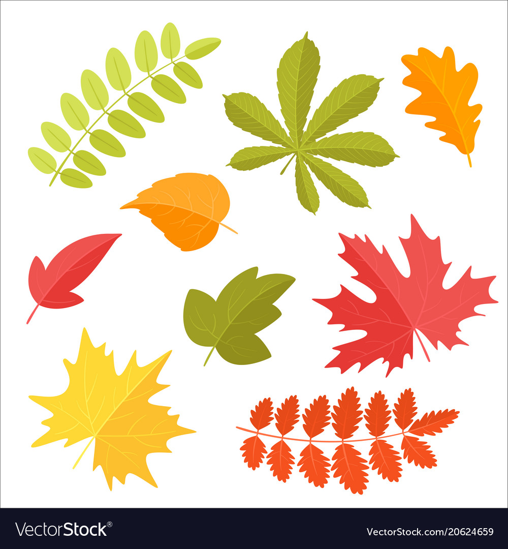 Set of autumn leaves Royalty Free Vector Image