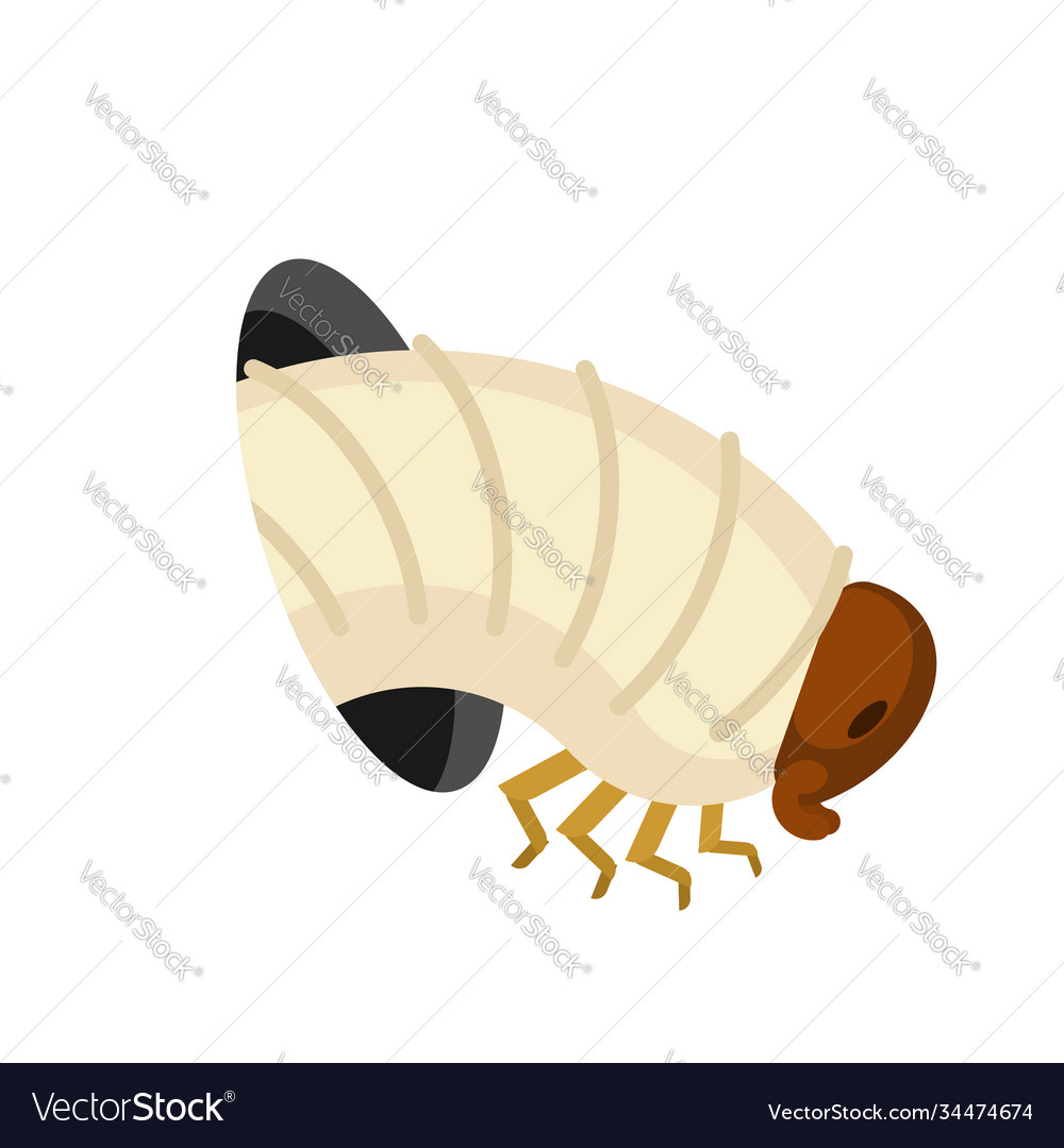 Beetle larva from hole isolated worm gnawed Vector Image