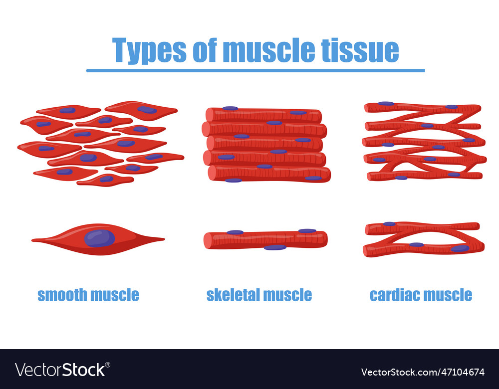 Different types of muscle tissue Royalty Free Vector Image