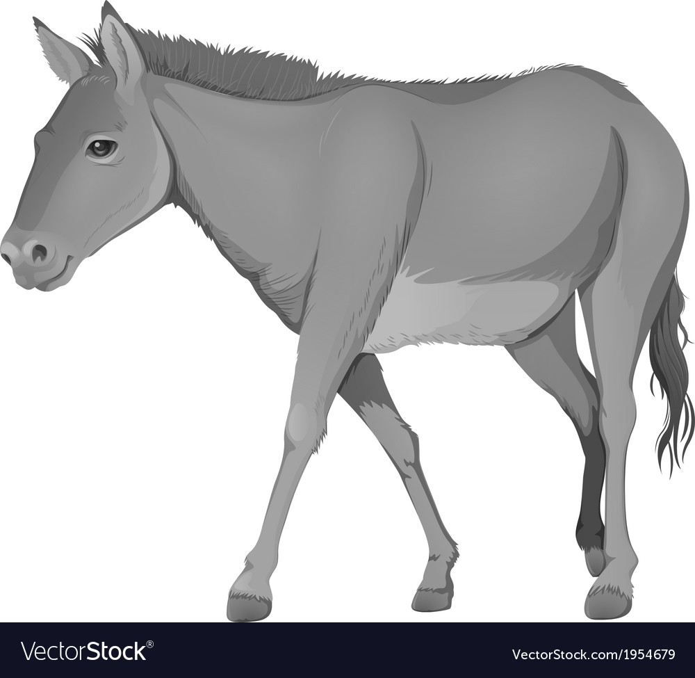 A grey donkey