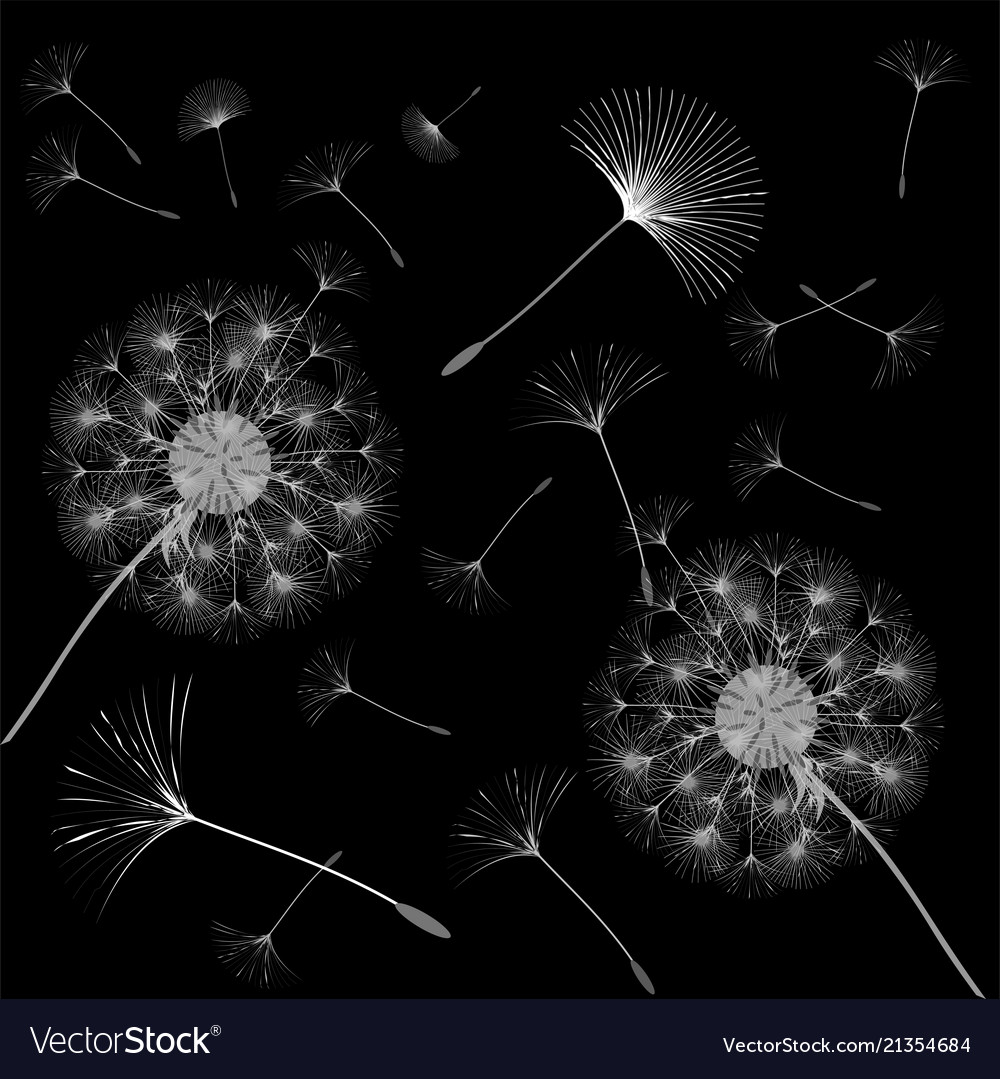 Abstract background of a dandelion for design vector image Abstract background of a dandelion for design