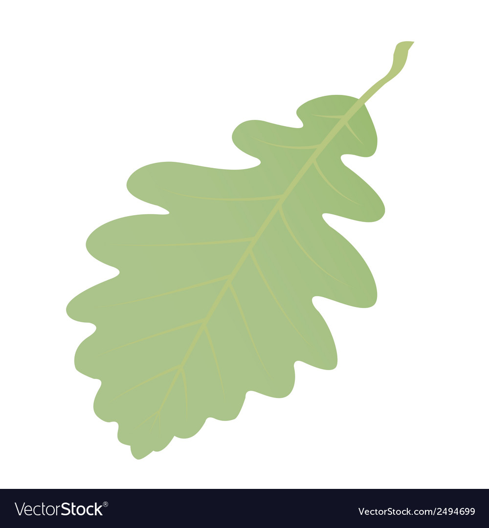 Green oak leaf on white background Royalty Free Vector Image