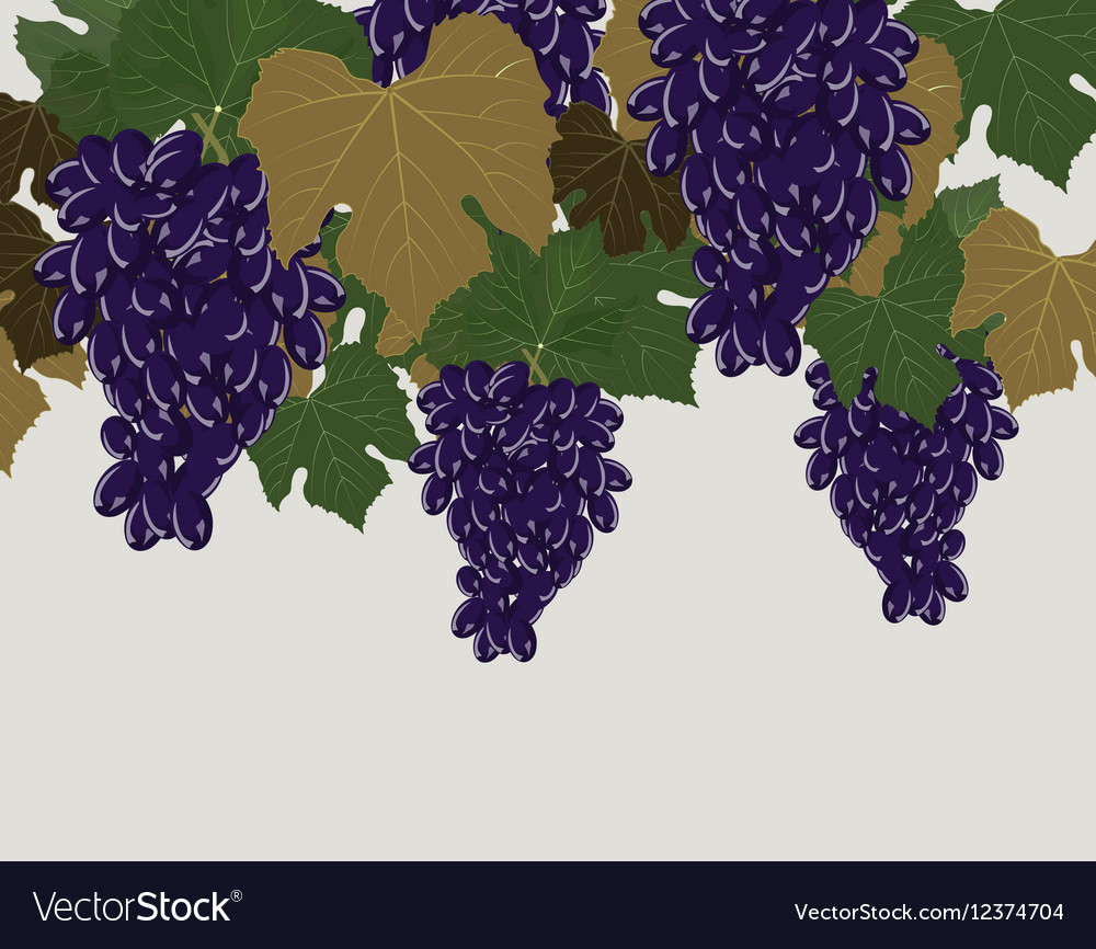 Red grapes clusters