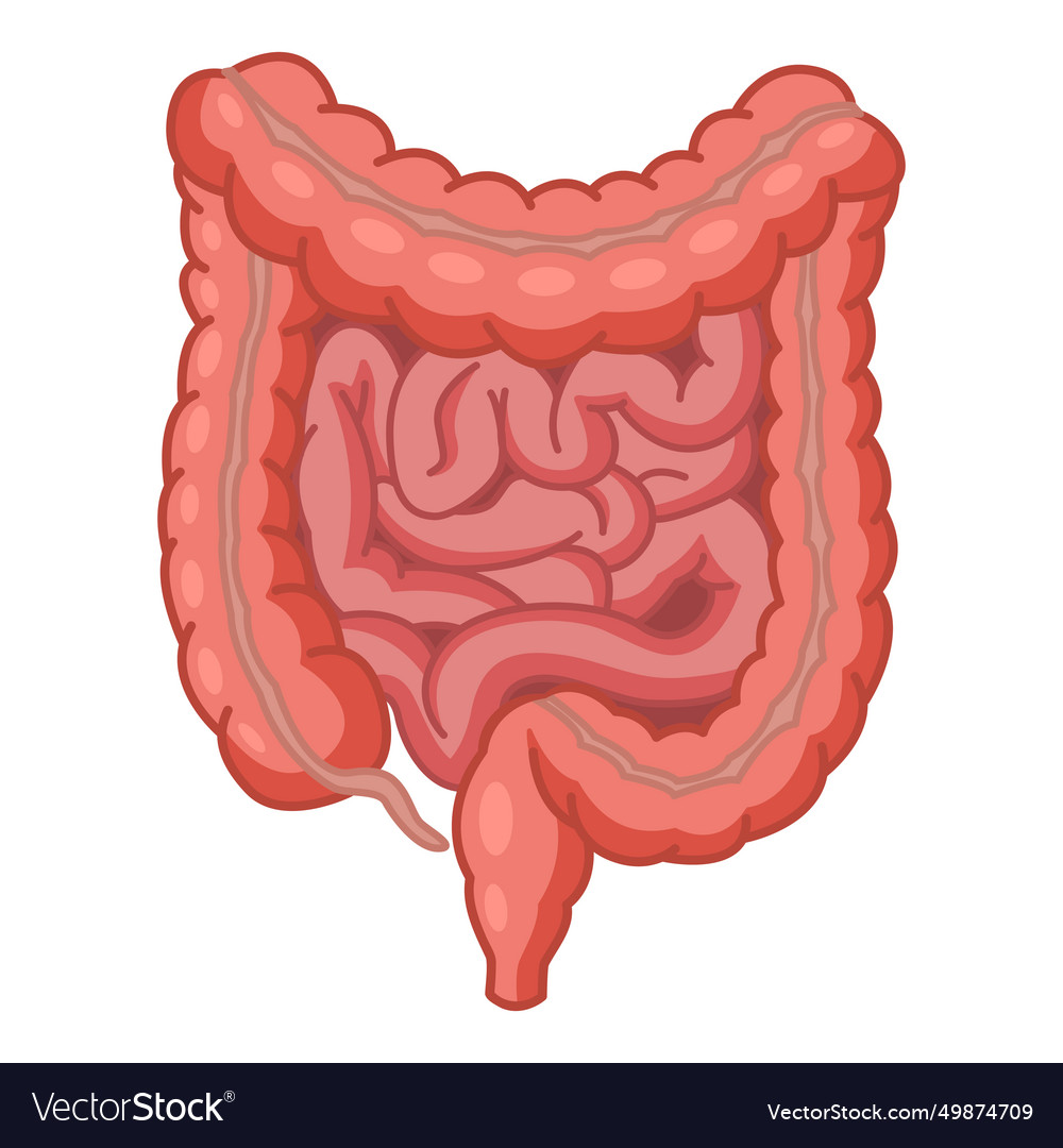 Human large and small intestine anatomy Royalty Free Vector