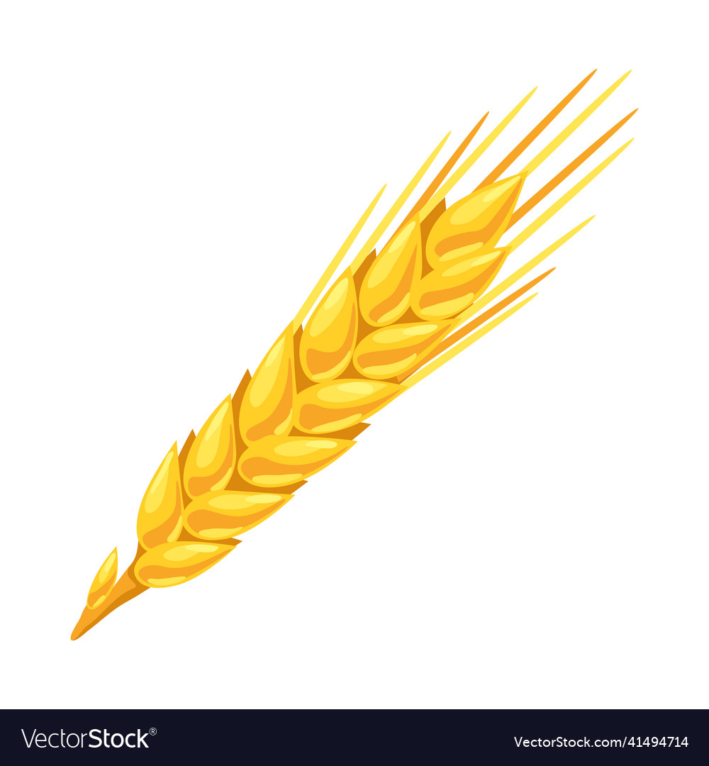 Wheat agricultural image golden Royalty Free Vector Image