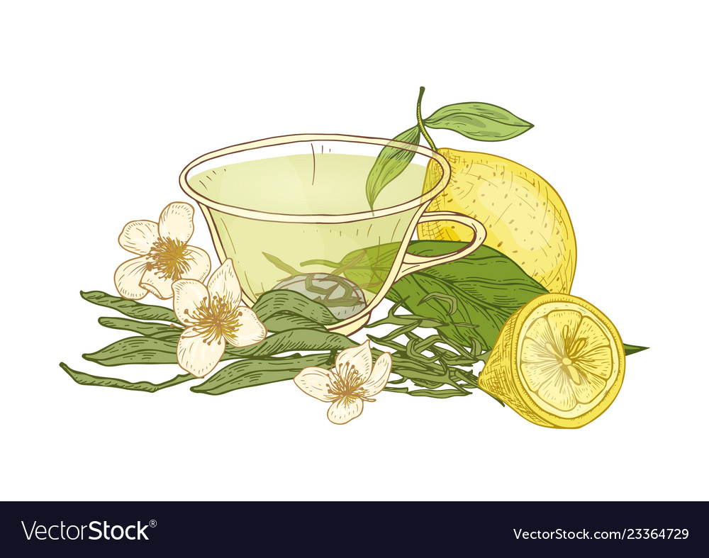 Colorful drawing of cup tea fresh lemon fruit