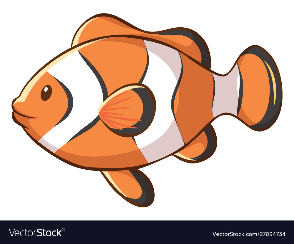 Cute clownfish on white background Royalty Free Vector Image