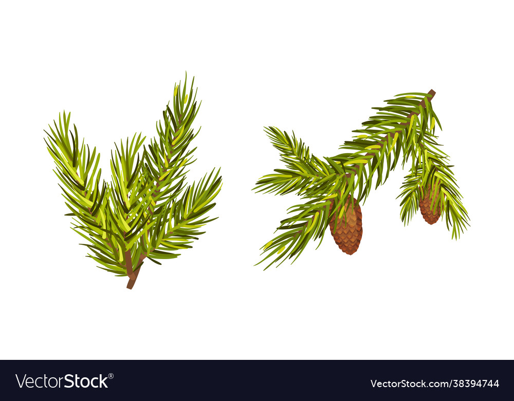 Fir tree branches with cones hanging from