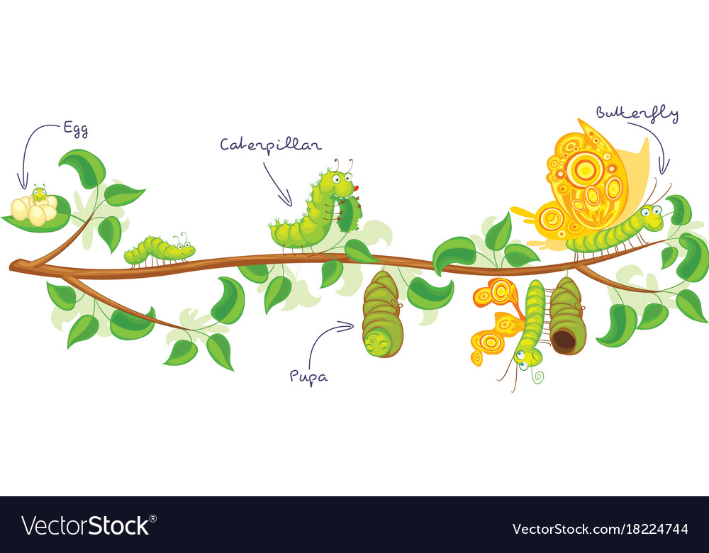 The Metamorphosis Of The Butterfly Royalty Free Vector Image