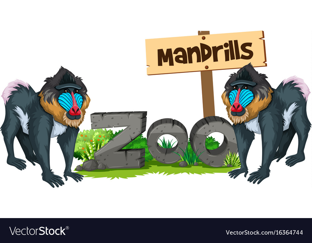 Two mandrills in the zoo Royalty Free Vector Image