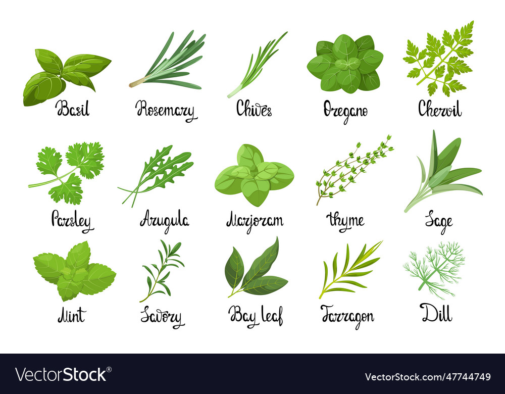 A set of herbs Royalty Free Vector Image - VectorStock