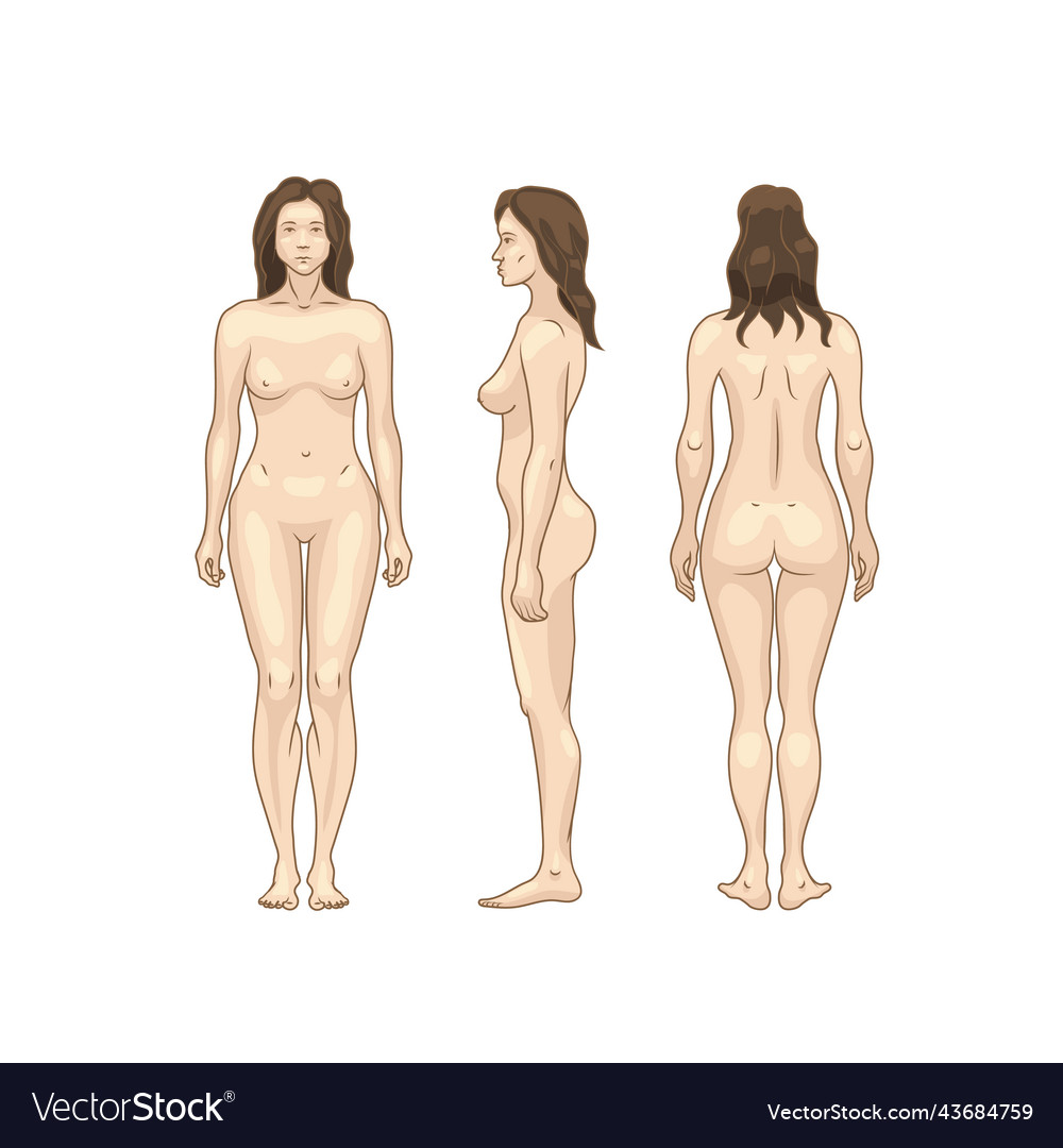 Colour silhouettes of woman body detailed anatomy vector image Colour silhouettes of woman body detailed anatomy