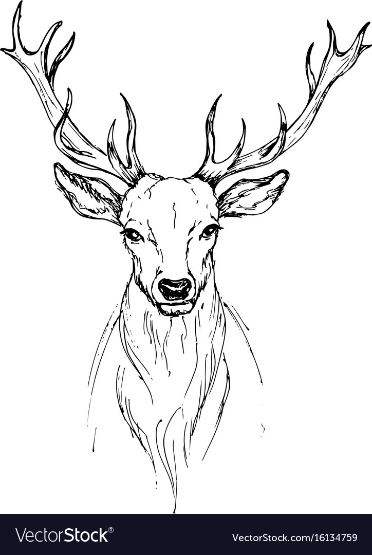 Majestic Deer Drawing Inspiration