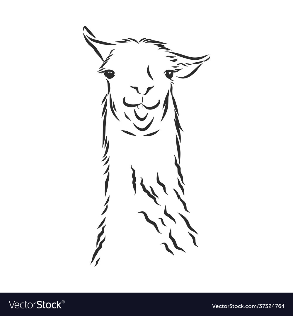 Alpaca llama portrait hand-drawn sketchy graphic