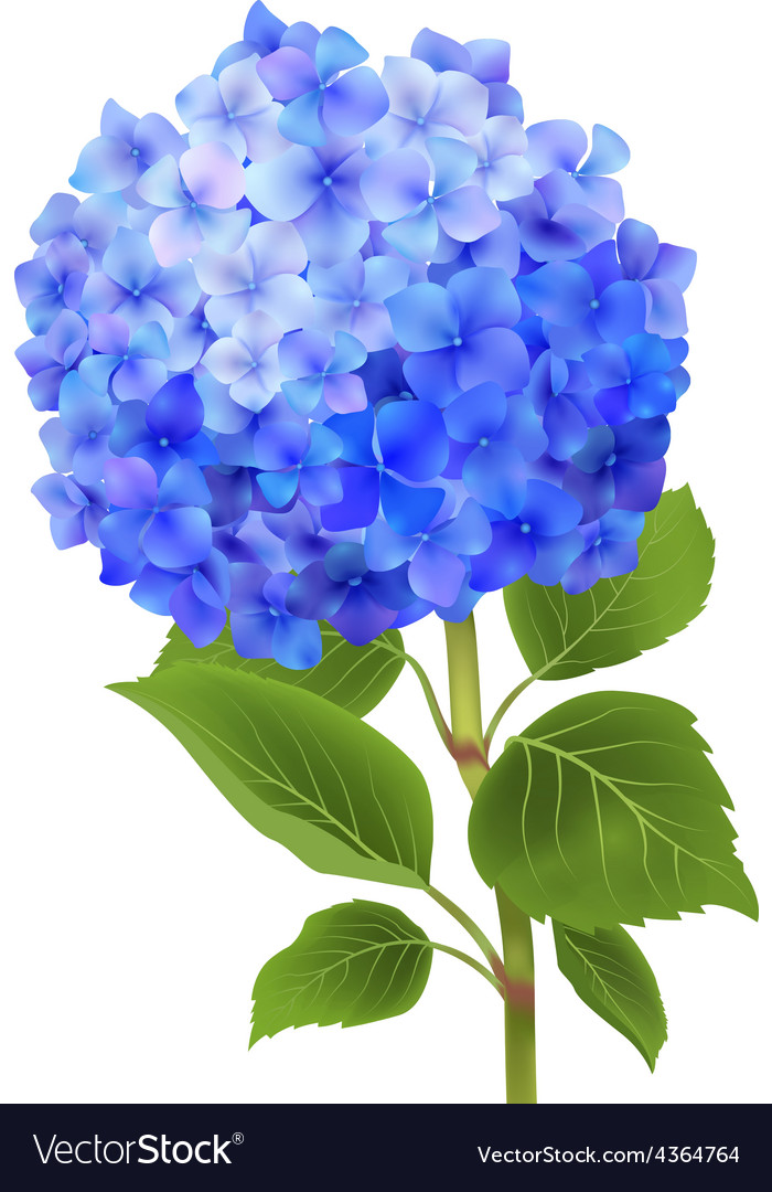 blue hydrangea isolated royalty