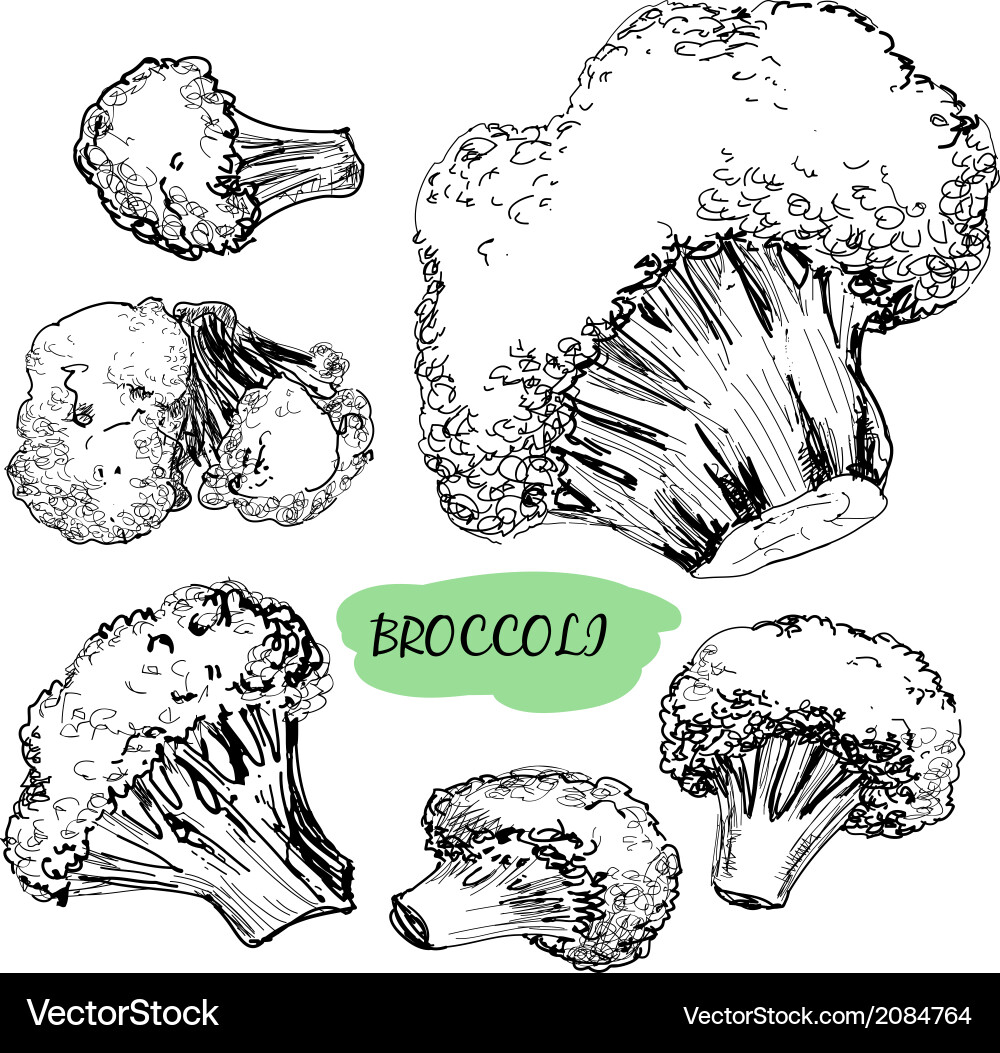 Broccoli Royalty Free Vector Image - VectorStock