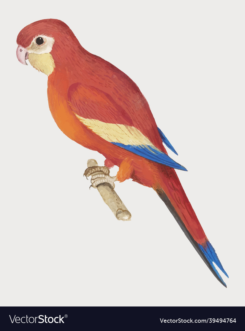 Red parrot in vintage style