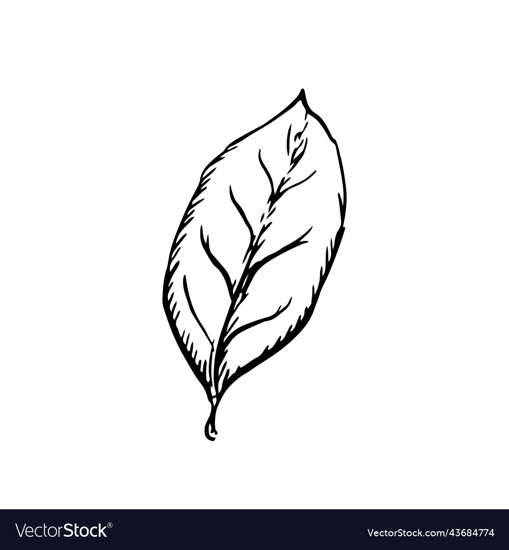 Leaf in classic engraving style on white