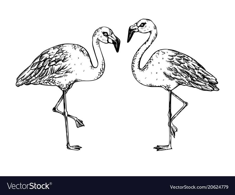 Flamingo bird engraving