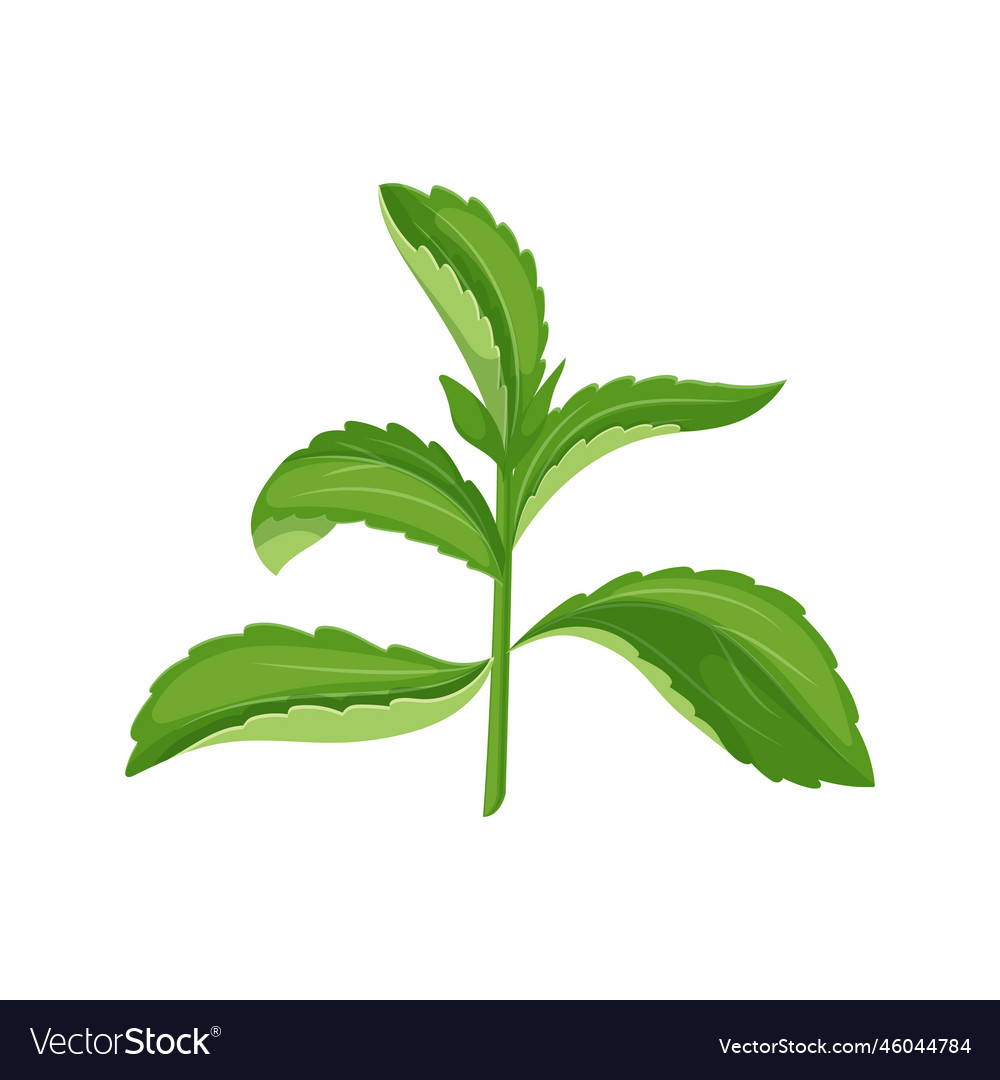 Stevia diet cartoon Royalty Free Vector Image - VectorStock