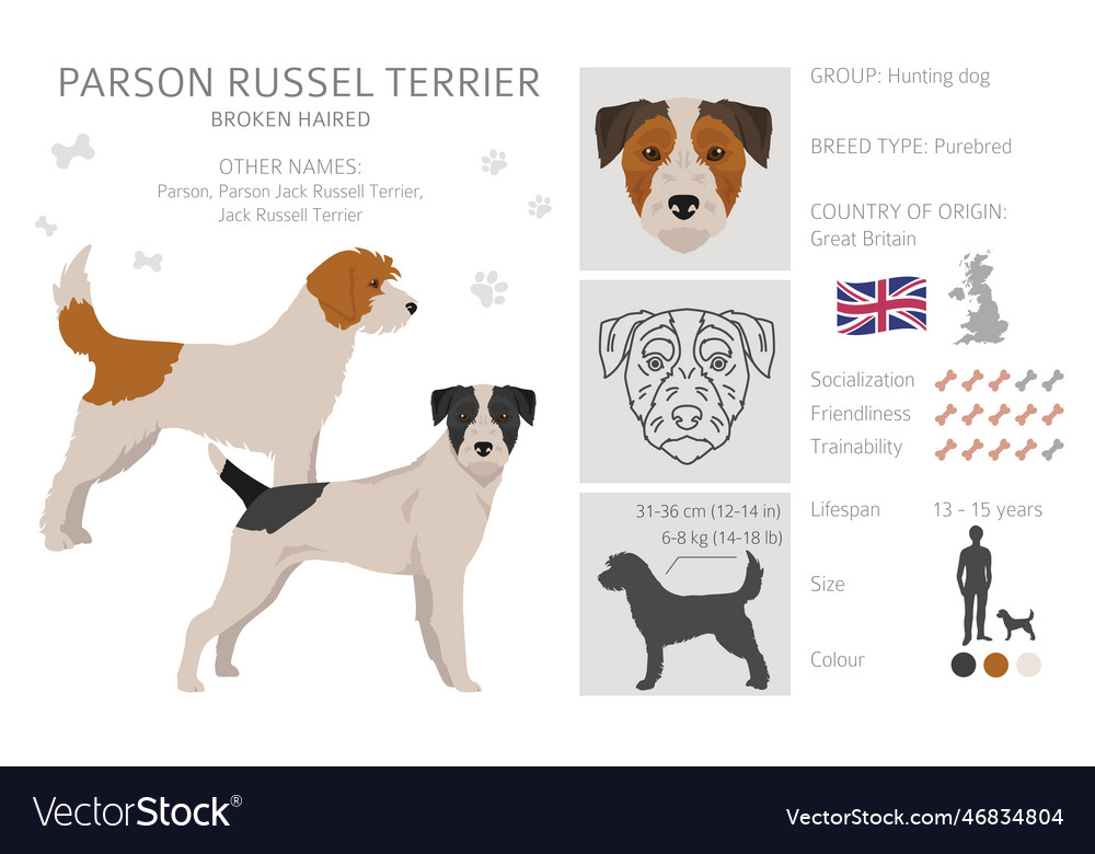 Parson russel terrier broken haired clipart Vector Image