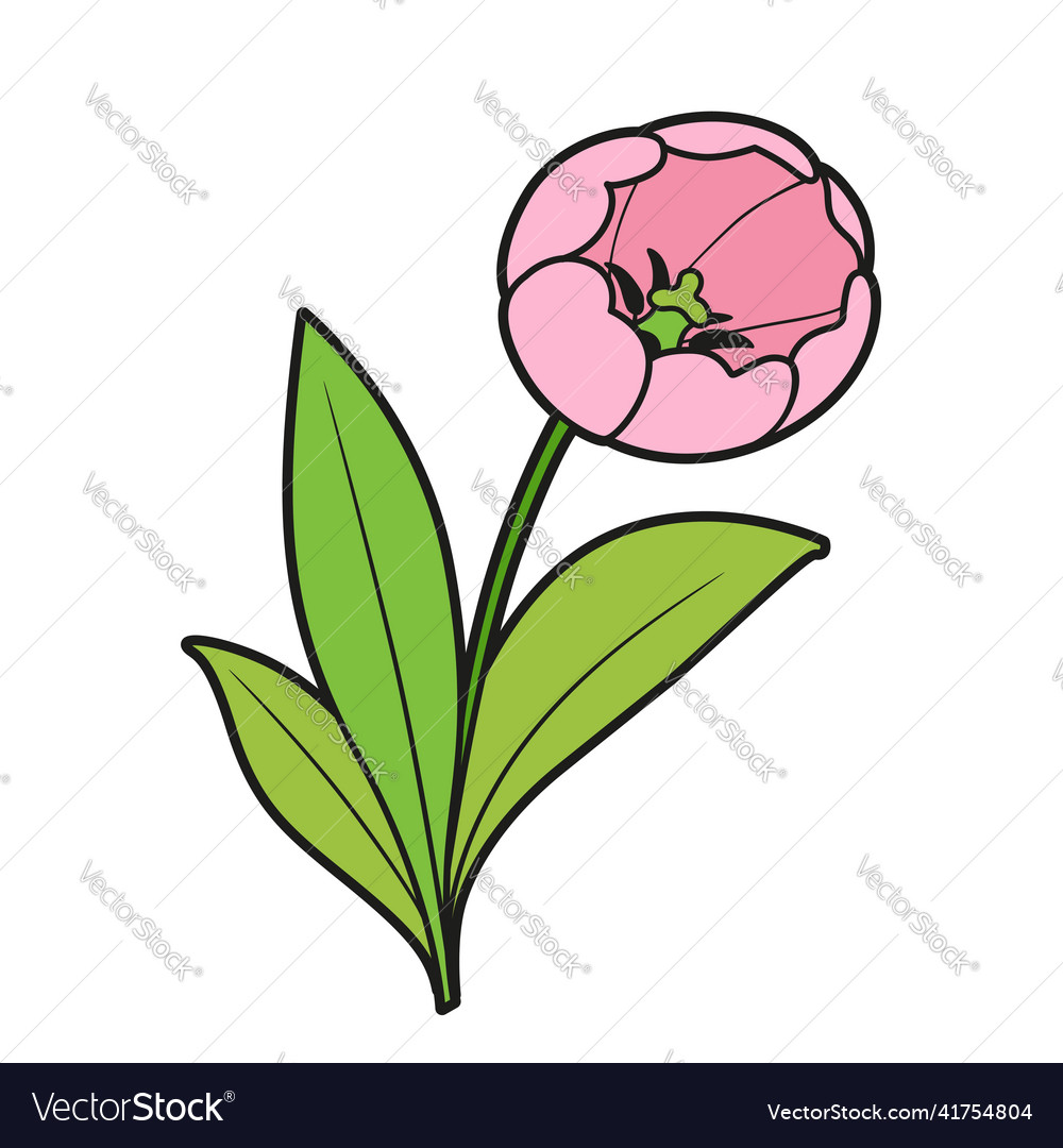 Pink tulip flower color variation for coloring