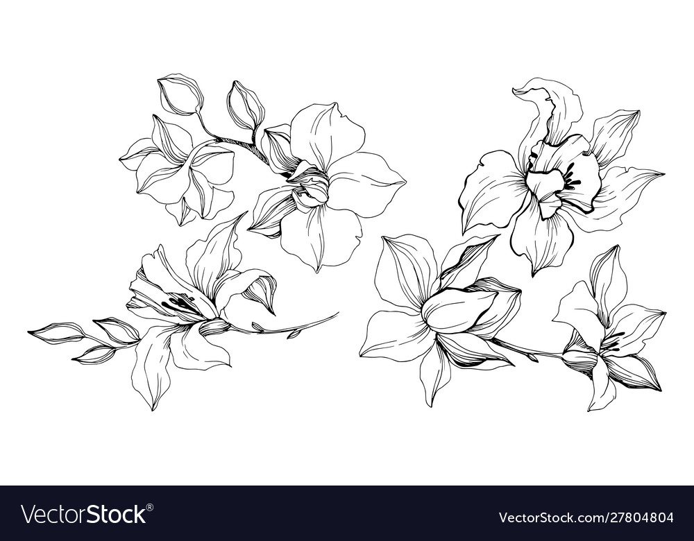 Tropical orchid flowers isolated