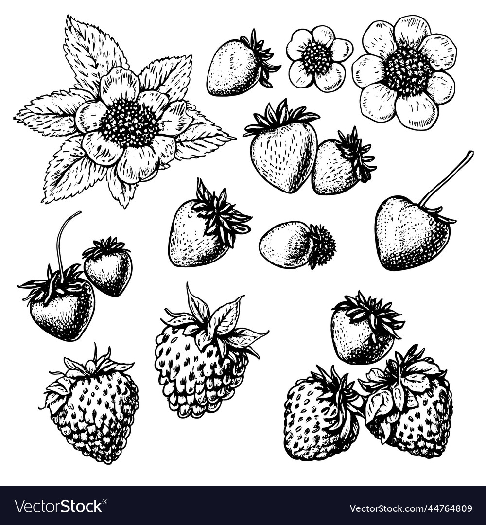 Hand drawn set of strawberry