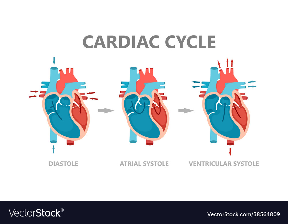 Phases cardiac cycle - diastole atrial