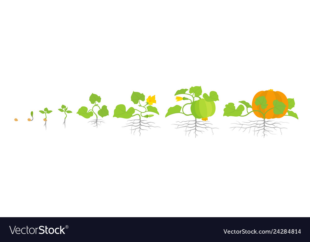 Growth stages of pumpkin plant