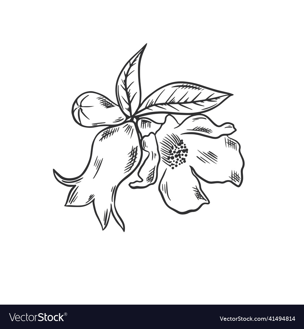 Pomegranate flower hand drawn sketch Royalty Free Vector