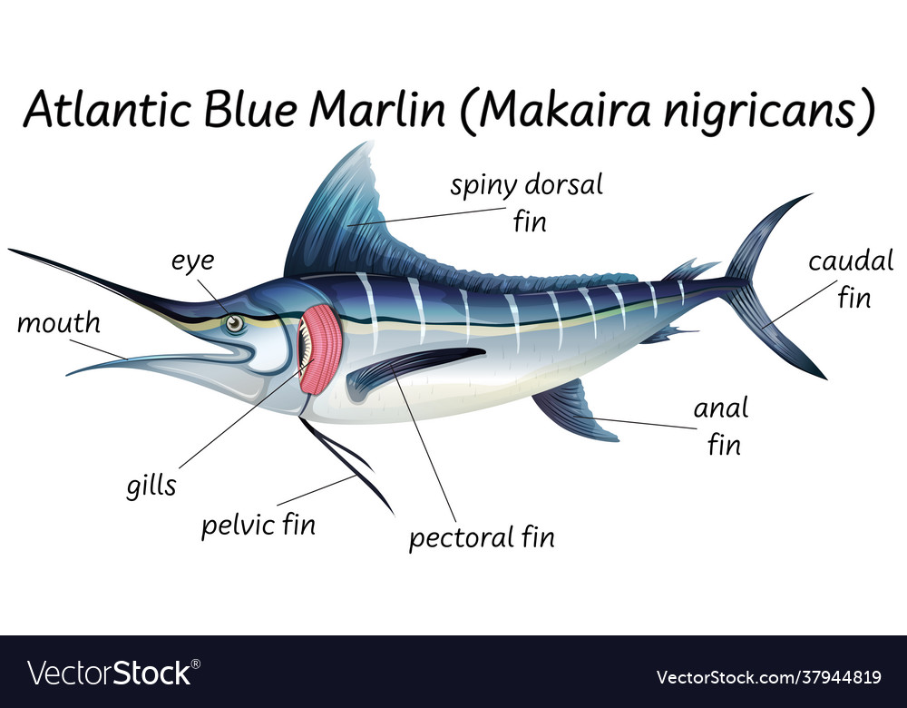 Swordfish Diagram