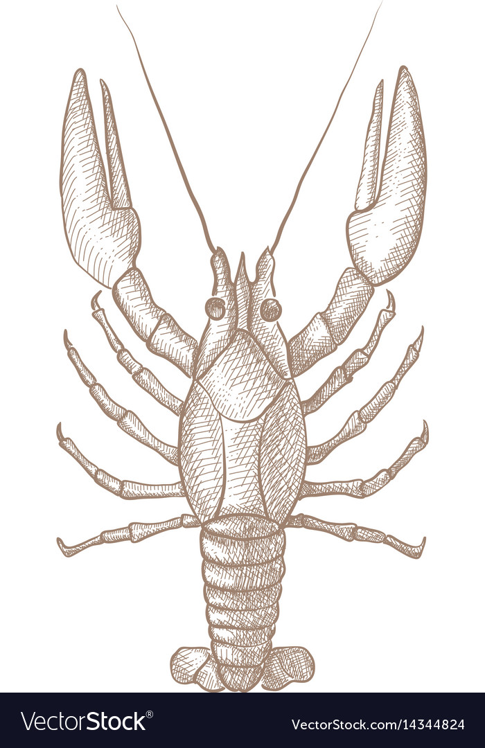 Lobster hand drawn sketch